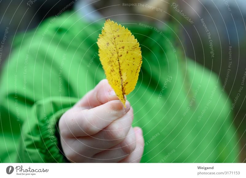 Herbst Kindererziehung Kindergarten Schulkind Mensch Kleinkind Mädchen Kindheit 3-8 Jahre streichen gelb grün Neugier Herbstlaub Suche Blatt Vergänglichkeit