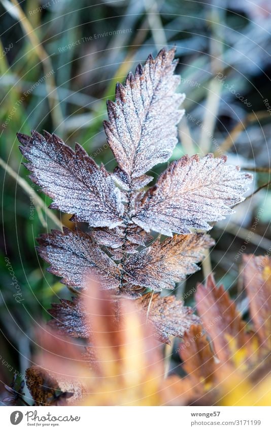 Erster Frost Natur Pflanze Herbst Winter Eis Gras Blatt Wiese kalt braun gelb grün Graswiese Raureif Nahaufnahme Makroaufnahme Hochformat bodennah Bodendecker