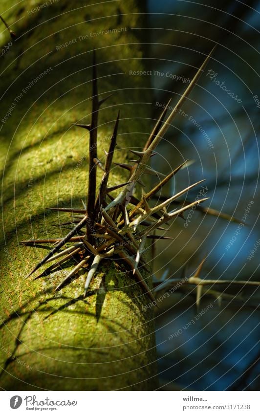 Dornen am Lederhülsenbaum Baum Baumstamm Trieb Gleditsia triacanthos Falscher Christusdorn außergewöhnlich Spitze stachelig Defensive Schutz Natur