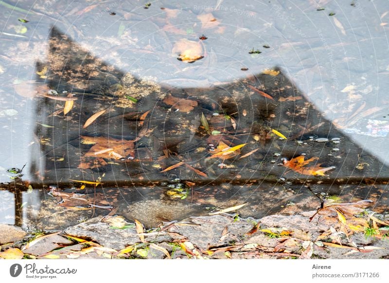 Singin' in the Rain | UT Hamburg Urelemente Wasser Herbst Wetter Regen Blatt Herbstlaub Hamburger Hafen Hafenstadt Sehenswürdigkeit Elbphilharmonie Straße