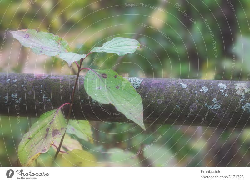 fester Halt Natur Pflanze Herbst Grünpflanze Wildpflanze Park festhalten Wachstum natürlich grün Kraft Sicherheit Entschlossenheit Zufriedenheit