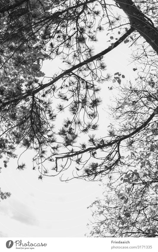 Äste zum Himmel Natur Luft Herbst Baum Park atmen entdecken Erholung Blick frei groß hoch Zufriedenheit Lebensfreude Begeisterung Energie Klima Schutz Umwelt