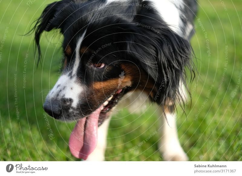 Der Blick Garten Wiese Haustier Hund Tiergesicht 1 beobachten Neugier Berner Sennenhund Farbfoto Außenaufnahme Textfreiraum links Textfreiraum rechts Tag