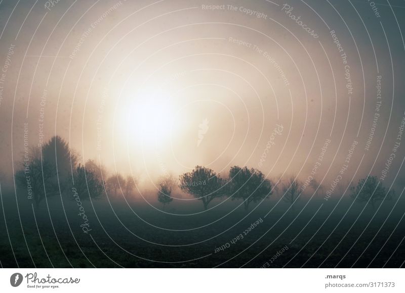 Dem Morgen graut Natur Landschaft Urelemente Himmel Sonne Herbst Nebel Baum Sträucher Wiese Stimmung träumen Endzeitstimmung mystisch schemenhaft Glaube