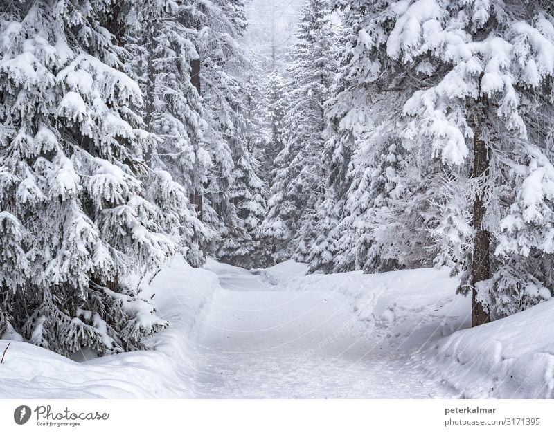 Straße im Winterwald Umwelt Natur Landschaft Wassertropfen Sonnenaufgang Sonnenuntergang Schnee Schneefall Baum Hügel Alpen Gipfel Schneebedeckte Gipfel schön