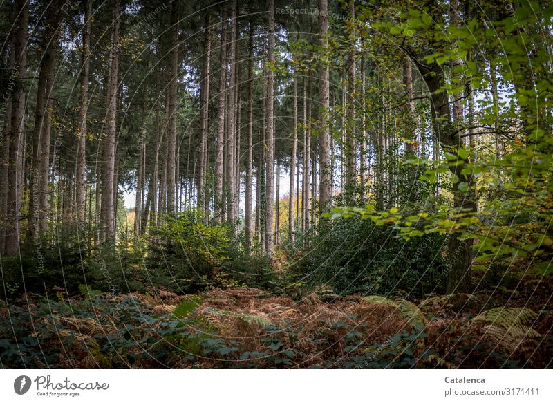 Waldlandschaft im Sommerhit hauptsächlich Fichten und ein par Buchen Spaziergang Umwelt Natur Landschaft Pflanze Herbst Baum Sträucher Kiefer Haselnuss