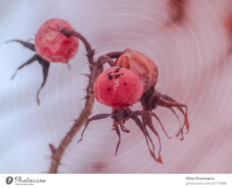 Herbstfrüchte Natur Pflanze Dürre Wildpflanze verblüht alt hässlich nah natürlich trocken rosa Farbfoto mehrfarbig Außenaufnahme Detailaufnahme Menschenleer Tag