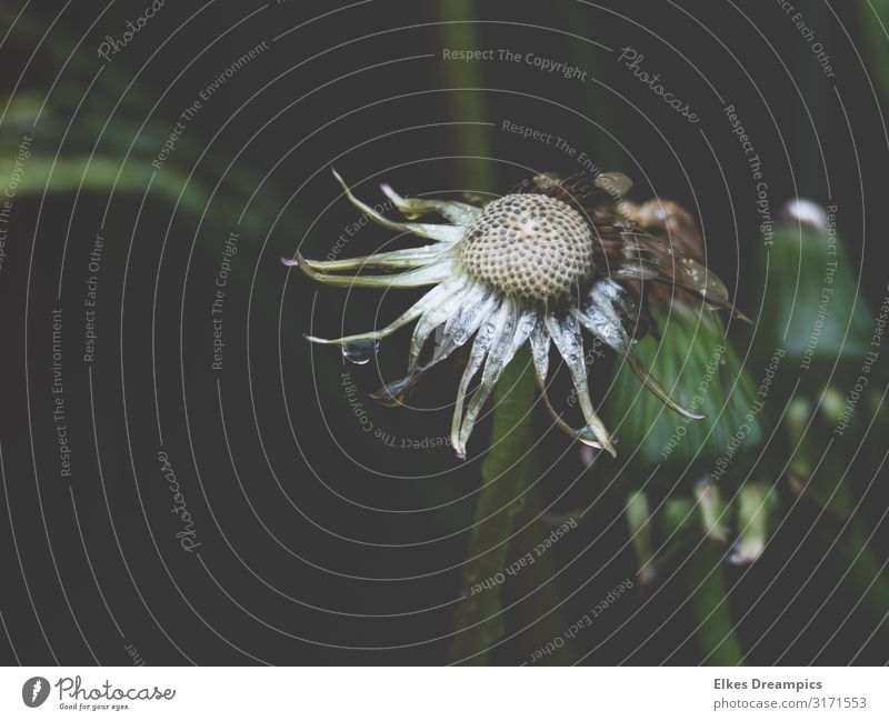 Verblühte Schönheit Natur Pflanze Wassertropfen Sommer Regen Blume Blüte Wildpflanze nass natürlich grün Löwenzahn Farbfoto Gedeckte Farben Außenaufnahme