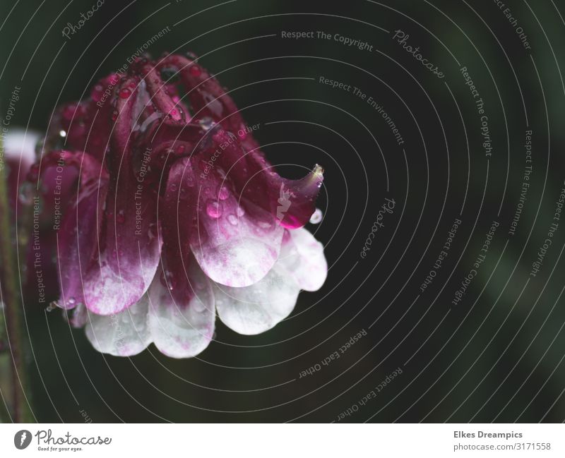 Nasse Schönheit Natur Pflanze Wassertropfen Frühling Regen Blume Wiese schön nass rosa Akelei Farbfoto mehrfarbig Außenaufnahme Detailaufnahme Menschenleer