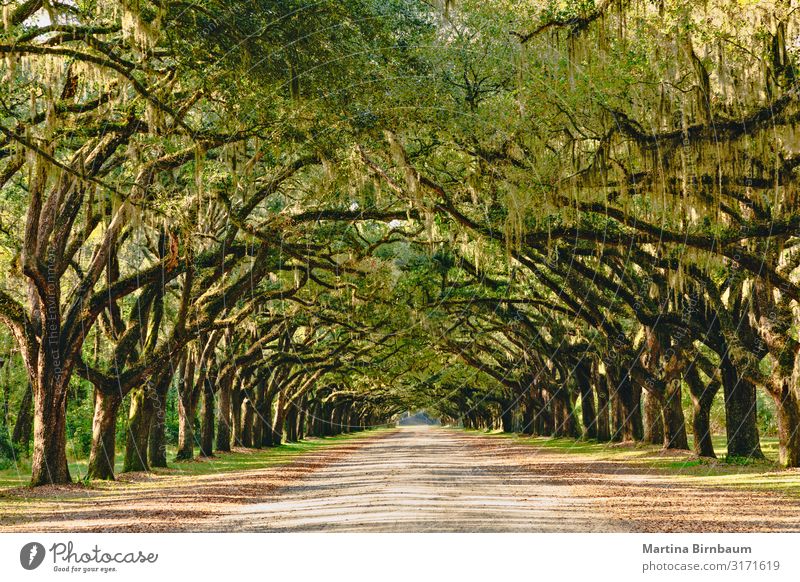 Allee gesäumt von alten lebenden Eichen, die mit spanischem Moos drapiert sind. schön Ferien & Urlaub & Reisen Tourismus Sommer Natur Landschaft Herbst Baum