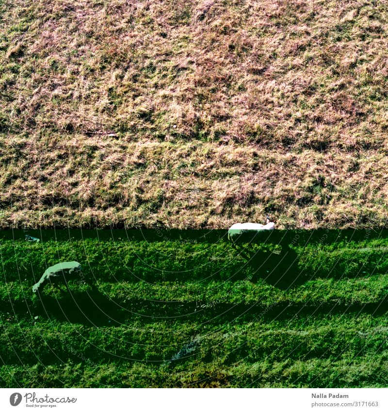 Rheinwiesenschafe Natur Landschaft Pflanze Tier Gras Düsseldorf Deutschland Europa Stadt Nutztier Schaf 2 grün weiß Farbfoto Außenaufnahme Menschenleer