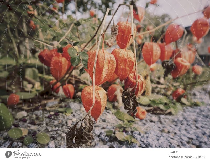 We are the Lampions, my friends Umwelt Natur Pflanze Erde Herbst Schönes Wetter Sträucher Lampionblume hängen Wachstum Zusammensein unten viele rot Physalis