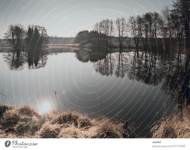 Nicht bewegen Umwelt Natur Landschaft Pflanze Himmel Horizont Sonne Herbst Schönes Wetter Baum Gras Sträucher Seeufer Insel Teich ruhig Idylle Ferne Windstille