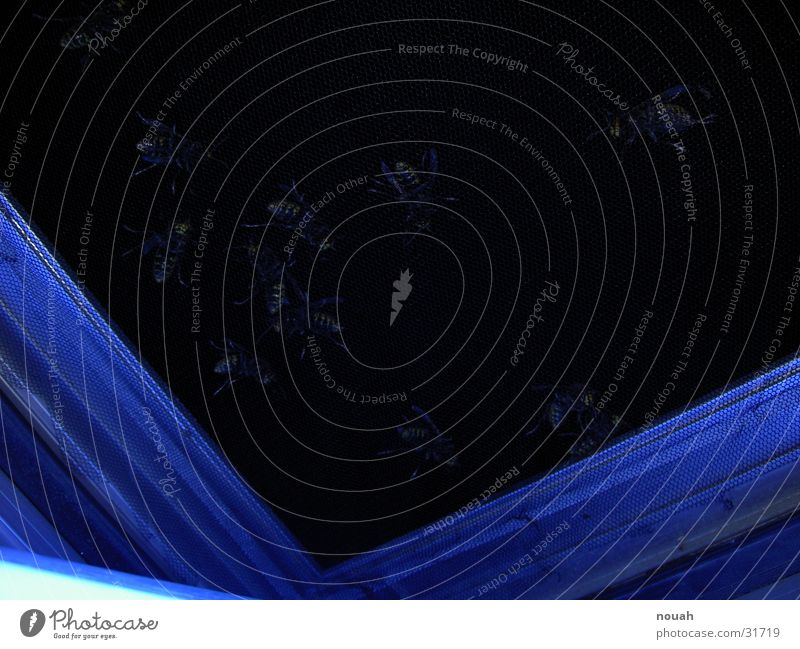 Hornissen-Plage Fenster Fliegengitter Insekt Nacht dunkel window