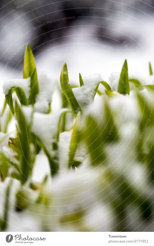 Winter und Aufbruch Umwelt Natur Pflanze Garten Wachstum ästhetisch Freundlichkeit natürlich grün violett weiß Gefühle Lebensfreude Schnee Blatt Blattspitzen