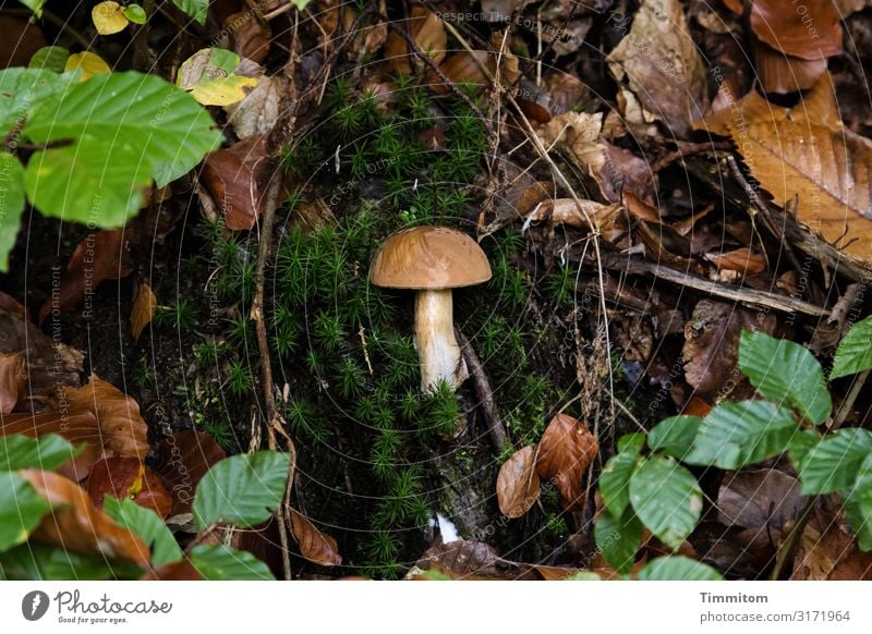 Pilz Pilzhut Wald Waldboden Moos Laub dunkel Blätter Natur Herbst Pflanze Außenaufnahme Menschenleer herbstlich grün braun