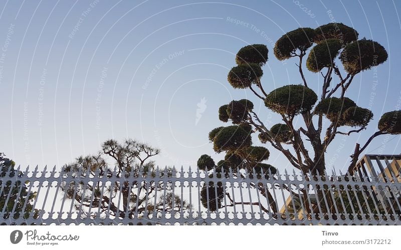 trees and fences Wolkenloser Himmel Schönes Wetter Baum Spitze Zaun Nostalgie Wuchsform Zypresse Formschnitt Strukturen & Formen eingezäunt gebändigt Garten