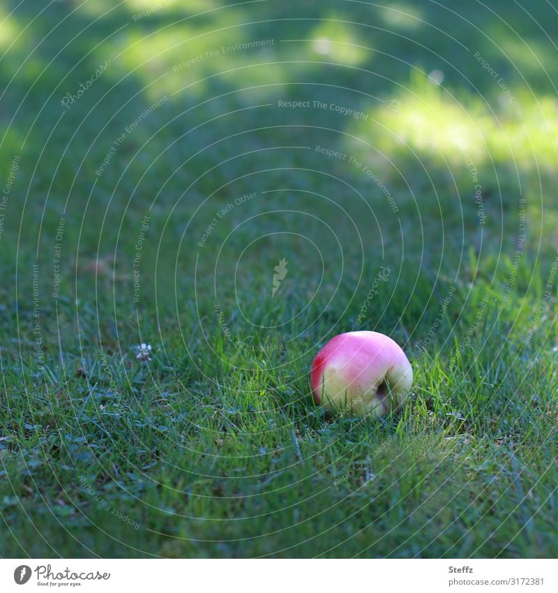 der letzte Apfel auf dem Rasen Apfelernte Obst Obsternte Saisonende Gartenobst Frucht Bio organisch gesund September Lichtflecken Lebensmittel Dessert