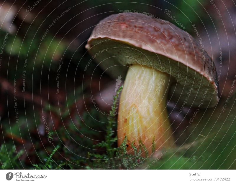 Waldpilz Steinpilz Boletus Pilz Pilzhut essbarer Pilz Waldboden Waldstimmung herbstlich Fundstück Oktober Moos Lebensmittel finden Pilze sammeln Herbstfärbung