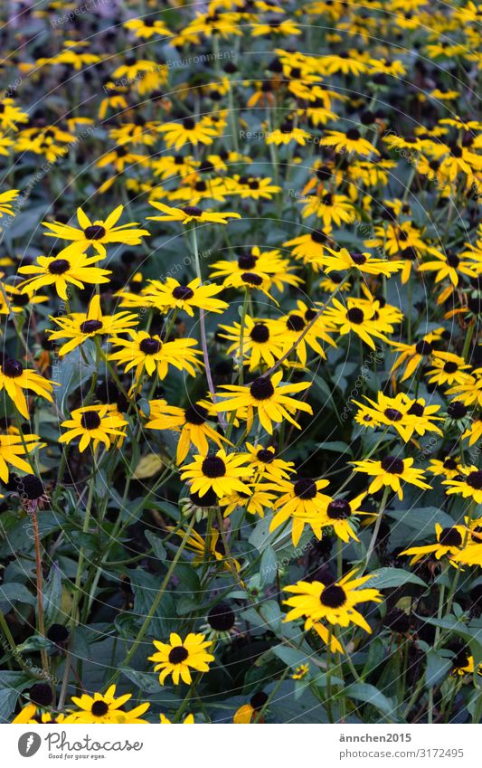 gelbe Blütenliebe Blume Herbst Blühend Natur Außenaufnahme grün schwarz pflücken Sommer