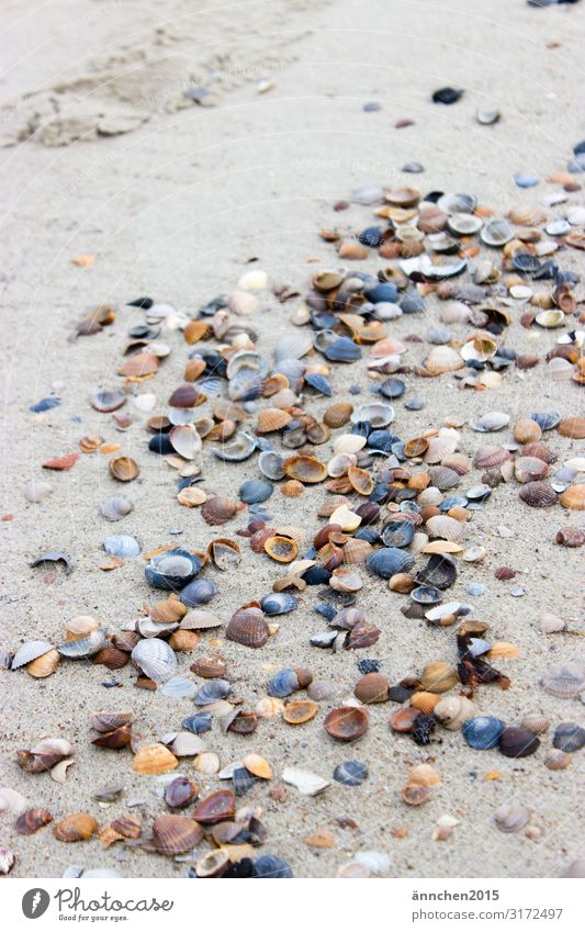 Muschelweg Meer Strand Niederlande Ferien & Urlaub & Reisen Erholung Natur Sand Außenaufnahme Luft Pause Meditation weiß blau schwarz braun hell ansammeln