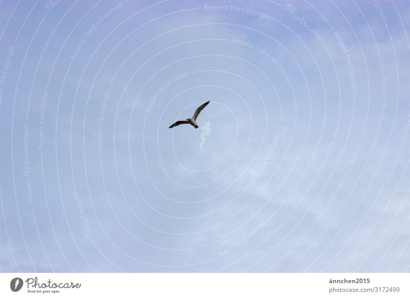 Hoch am Himmel Natur Wolken Vogel Möwe Freiheit fliegen Meer Erholung Außenaufnahme Flügel blau weiß beobachten