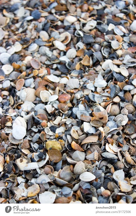 Muschelberg Niederlande Meer Natur Strand Suche finden ansammeln Außenaufnahme Dekoration & Verzierung