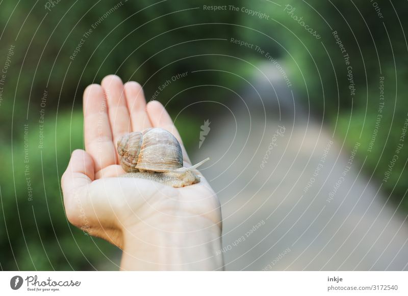 Weinbergschnecke Freizeit & Hobby Hand Frühling Sommer Herbst Wald Fußweg Wildtier Schnecke 1 Tier festhalten authentisch klein nah natürlich grün Tierliebe