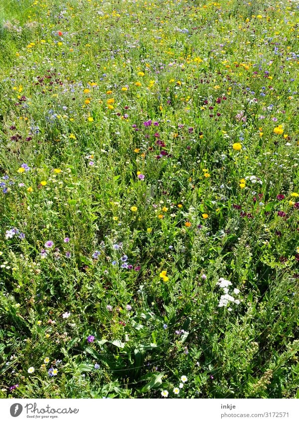 Wildblumen Natur Frühling Sommer Schönes Wetter Blume Gras Wildpflanze Wiesenblume Blumenwiese Blühend authentisch natürlich wild Wachstum bienenfreundlich voll