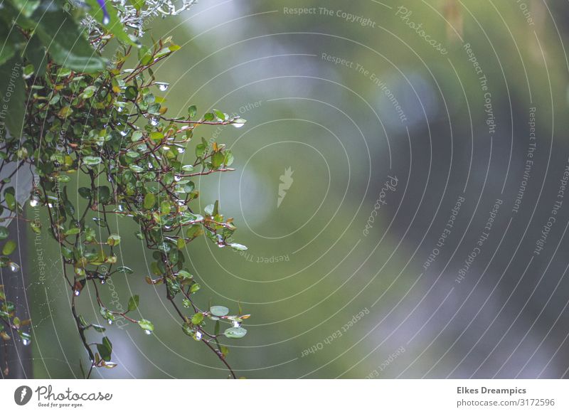 Nasse Blätter Natur Pflanze Wassertropfen Sommer Regen Blatt Grünpflanze hängen frisch Farbfoto Gedeckte Farben Außenaufnahme Tag