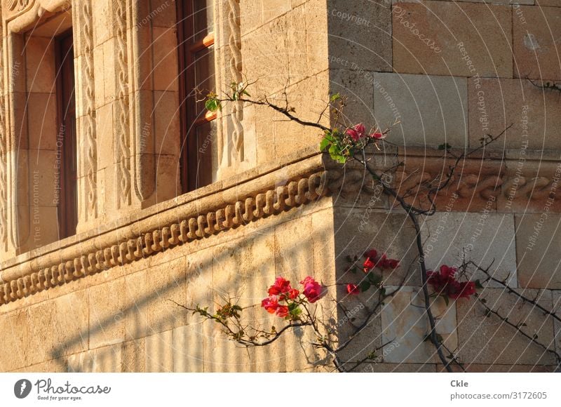 Schmuck Haus Architektur Pflanze Blume Rose Rhodos Griechenland Stadt Bauwerk Gebäude Mauer Wand Fassade Fenster Sehenswürdigkeit Dekoration & Verzierung Stein