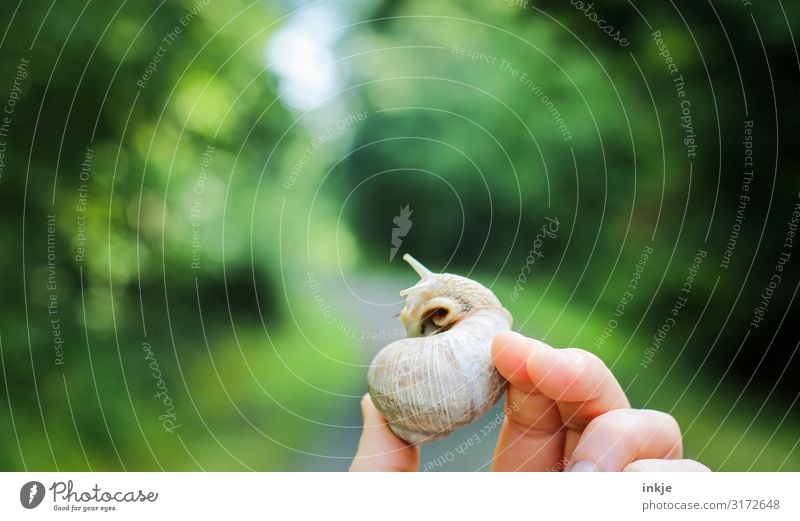 Weinbergschnecke Freizeit & Hobby Hand Finger Natur Sommer Herbst Blatt Park Wald Wildtier Schnecke 1 Tier festhalten grün Unschärfe Weinbergschnecken zeigen