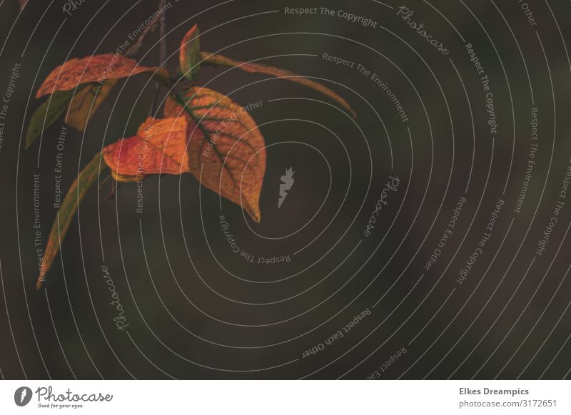 schwebende Blätter Natur Pflanze Herbst Blatt außergewöhnlich dunkel mehrfarbig orange Herbstlaub Farbfoto Außenaufnahme Nahaufnahme Tag Starke Tiefenschärfe