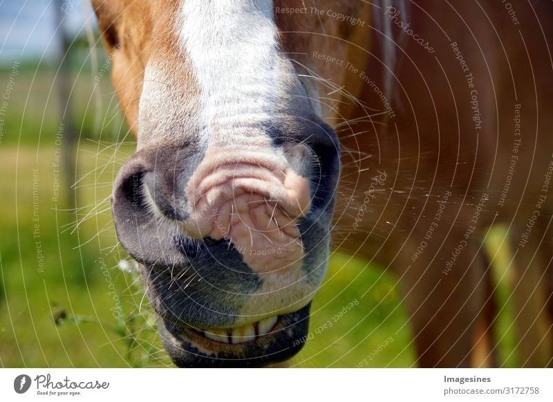 Krankes Pferd - Schnupfen. braunes Pferd niest Lifestyle Reitsport Reiten Gesundheit Krankheit nass Sauberkeit Reinheit Freizeit & Hobby Sport niesen Wiese