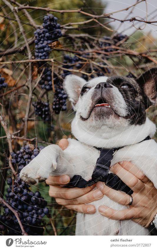 Iggy III Frucht Weintrauben Hand Natur Herbst Nutzpflanze Tier Haustier Hund 1 Lächeln fantastisch Freundlichkeit Fröhlichkeit blau braun grün violett weiß