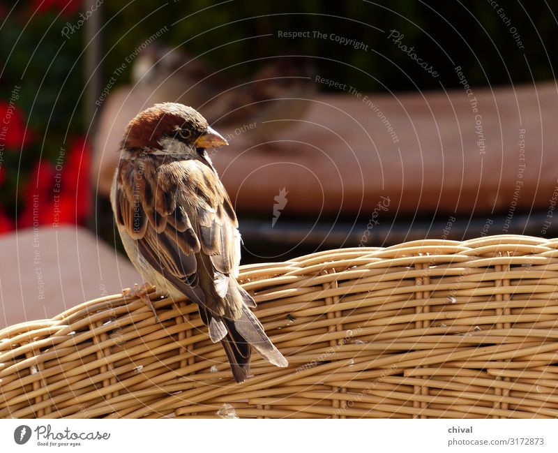 Logenplatz Ferien & Urlaub & Reisen Haus Innenarchitektur Möbel Sessel Stuhl Tier Wildtier Vogel 1 füttern sitzen stehen warten braun gelb grau weiß Farbfoto