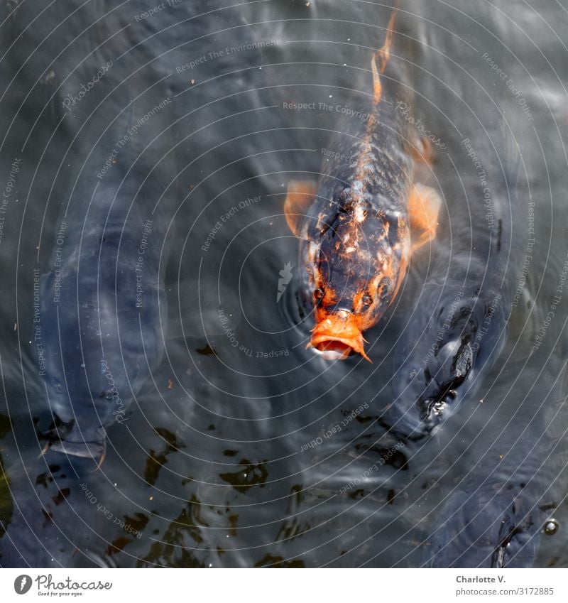 Außenseiter Umwelt Tier Wasser Teich See Haustier Fisch Koi Karpfen 4 Tiergruppe leuchten Blick Schwimmen & Baden tauchen Flüssigkeit glänzend nass Neugier grau