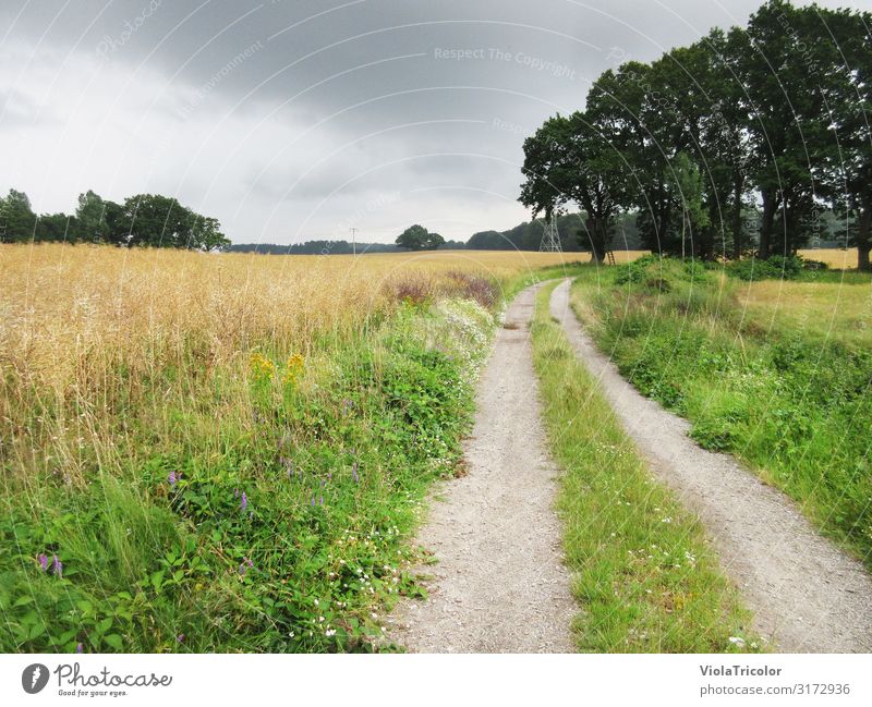 sommerlicher Feldweg mit Kurve in Schleswig-Holstein, Baumgruppe rechts im Hintergrund, bewölkter Himmel Erholung Ferien & Urlaub & Reisen Tourismus Ausflug