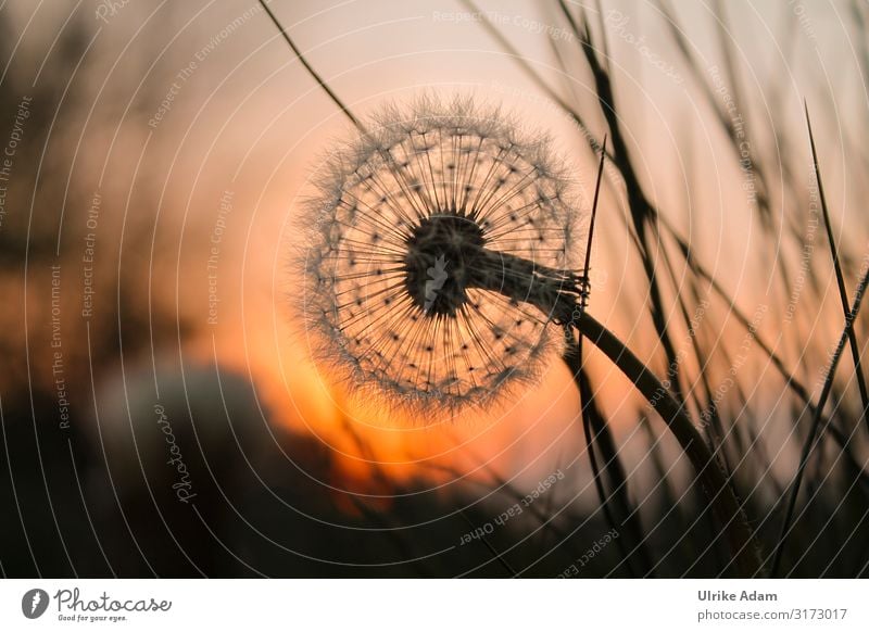 Pusteblume im Abendlicht Wellness Leben harmonisch Wohlgefühl Zufriedenheit Erholung ruhig Meditation Spa Trauerkarte Postkarte Trauerfeier Beerdigung Natur