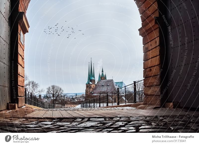 Blick auf den Erfurter Dom Ferien & Urlaub & Reisen Tourismus Himmel Sonnenlicht Winter Schönes Wetter Schnee Baum Thüringen Europa Stadt Menschenleer Kirche