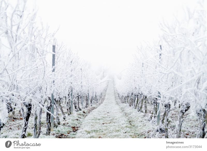 Winter Landschaft Weinberg Natur Wetter schlechtes Wetter Nebel Eis Frost Hagel Schnee Schneefall kalt weiß Klima "Schneebedeckt Weinberge Eisregen Tag Eisig