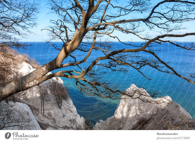 Møns Klint Ferien & Urlaub & Reisen Tourismus Ausflug Meer Natur Landschaft Urelemente Wasser Wolkenloser Himmel Frühling Herbst Schönes Wetter Baum Küste