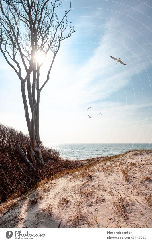 Weststrand Sinnesorgane Ferien & Urlaub & Reisen Tourismus Sommer Sonne Strand Meer Insel Natur Landschaft Sand Wasser Himmel Wolken Schönes Wetter Baum Wellen