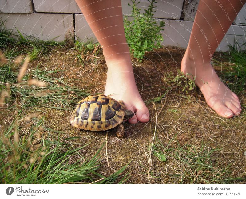 Schildkröte Mensch feminin Junge Frau Jugendliche Fuß 1 18-30 Jahre Erwachsene Sommer Schönes Wetter Gras Garten Tier Haustier Schildkrötenpanzer beobachten