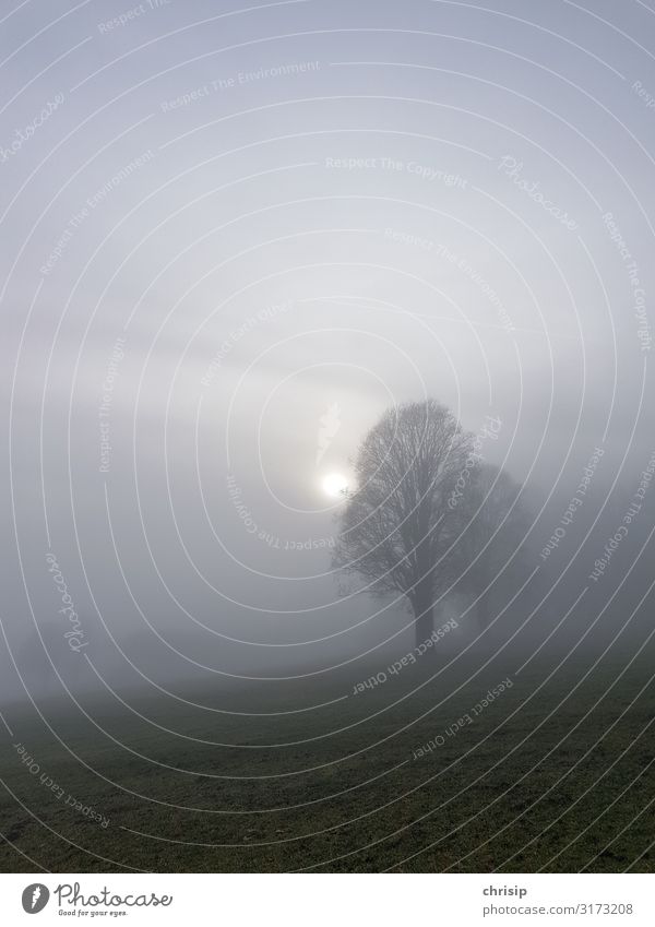 Baum im Nebel Natur Landschaft Wolken Sonne Wiese dunkel fantastisch kalt natürlich trist Romantik dankbar Hoffnung Traurigkeit Sorge Trauer Endzeitstimmung