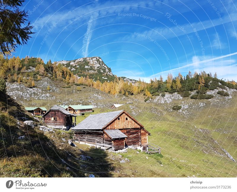 auf der Alm Umwelt Natur Landschaft Himmel Herbst Schönes Wetter Baum Lärche Alpen Berge u. Gebirge Kufstein Gipfel Freundlichkeit Wärme Gefühle Stimmung