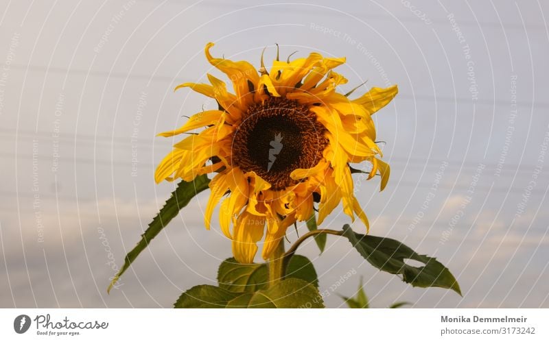 Sonnenblume Natur Landschaft Pflanze Himmel Herbst Blume Feld Dorf schön gelb Glück Kraft Tatkraft Zusammensein Sunflower Autumn Fotografie Heimat Blumen