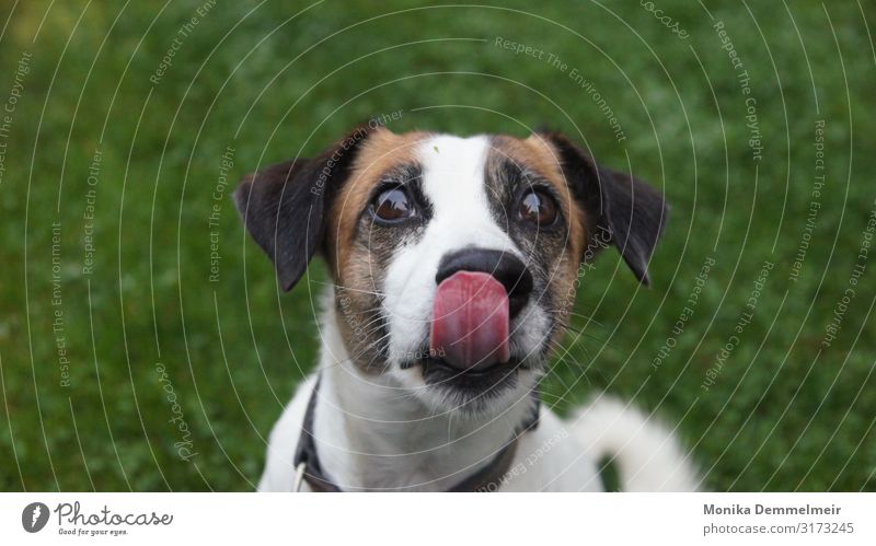 Hmmm lecker Tier Hund Pfote 1 frech Sympathie Jack-Russell-Terrier Jagdhund Jäger Lecker Leckerlies gehorsam Treue Freunde Familienmitglied kommandieren