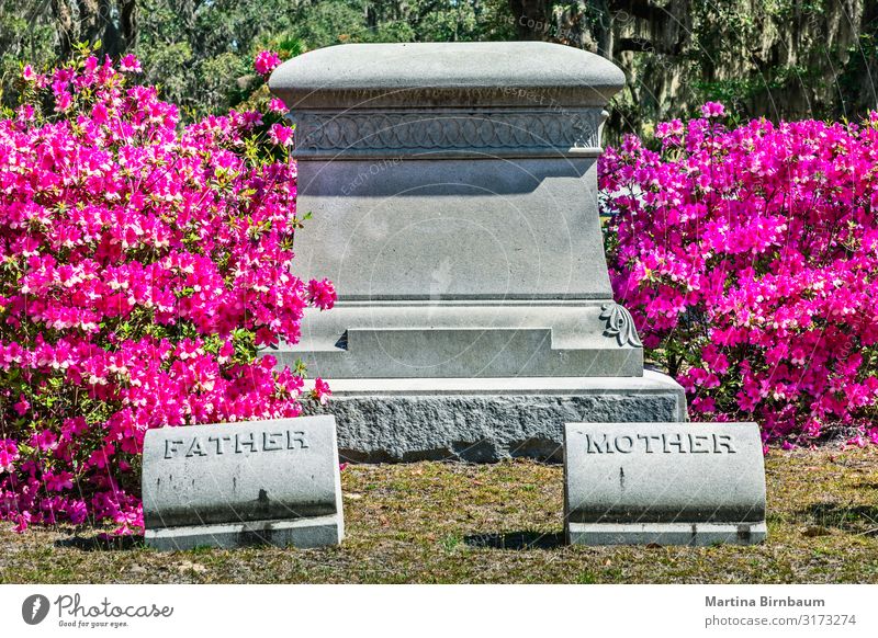 Rosa blühende Azaleenbüsche und ein leerer Grabstein Mutter Erwachsene Vater Landschaft Gebäude Architektur Denkmal Stein dunkel gruselig historisch grün rosa