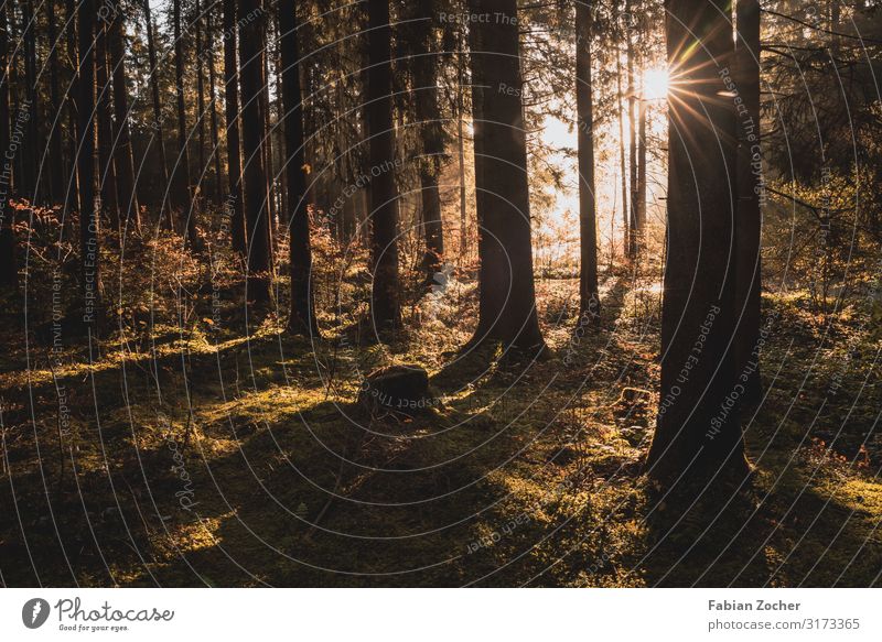 Sonnenstrahlen im Wald Fahrradfahren Natur Landschaft Erde Sonnenaufgang Sonnenuntergang Sonnenlicht Herbst Schönes Wetter Nebel Pflanze Baum Seeufer Grüntensee